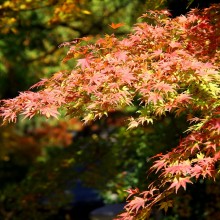 寶登山神社紅葉