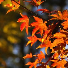 寶登山神社紅葉