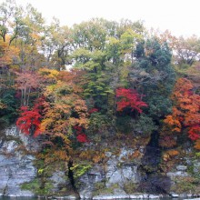 長瀞岩畳周辺紅葉