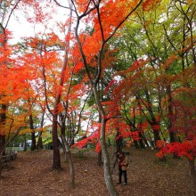 長瀞月の石もみじ公園紅葉