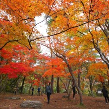 長瀞月の石もみじ公園紅葉