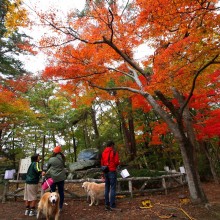 長瀞月の石もみじ公園紅葉