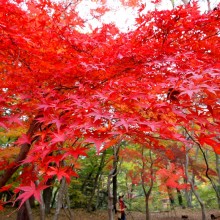 長瀞月の石もみじ公園紅葉