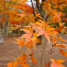 長瀞月の石もみじ公園紅葉