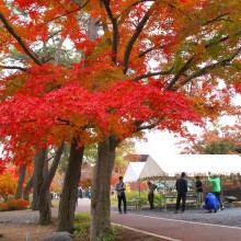 長瀞月の石もみじ公園紅葉