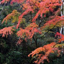 秩父華厳の滝紅葉