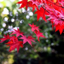 秩父華厳の滝紅葉