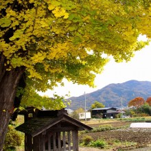 秩父路紅葉国神の大銀杏