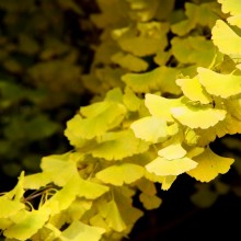 秩父路紅葉国神の大銀杏