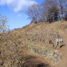 宝登山・西ロウバイ園