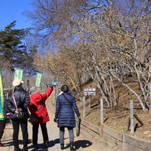 宝登山・東ロウバイ園