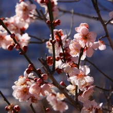 宝登山・梅百花園