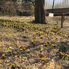 吉田福寿草