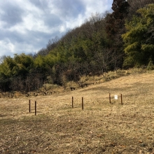 吉田福寿草