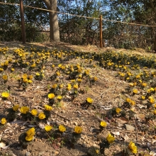 吉田福寿草