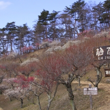 宝登山梅百花園