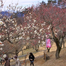 宝登山梅百花園