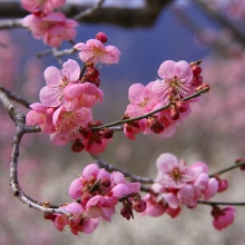 宝登山梅百花園