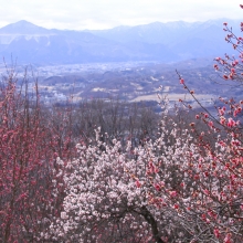 宝登山梅百花園