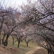 宝登山梅百花園