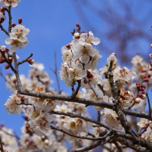 宝登山梅百花園