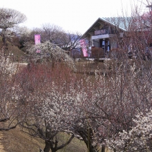 宝登山梅百花園