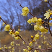 宝登山梅百花園