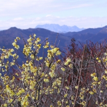 宝登山梅百花園