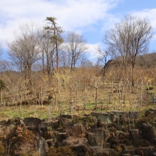 ムクゲ自然公園 秩父紅