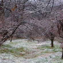 ちっちゃな桜のトンネル・桜開花情報