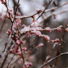 ちっちゃな桜のトンネル・桜開花情報