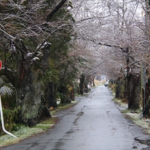 南桜通り・桜開花情報