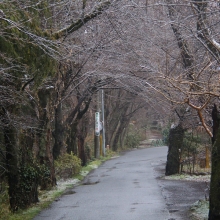 南桜通り・桜開花情報