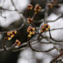 南桜通り・桜開花情報