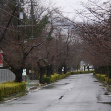 北桜通り・桜開花情報