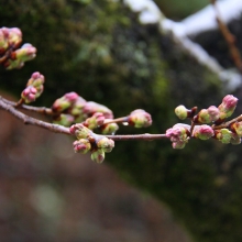 北桜通り・桜開花情報