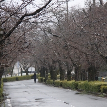 北桜通り・桜開花情報