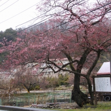 大手桜・桜開花情報