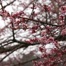 大手桜・桜開花情報