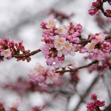 大手桜・桜開花情報