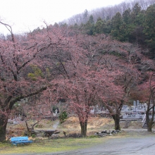 道光寺の岩田桜・桜開花情報