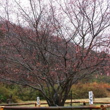 道光寺の岩田桜・桜開花情報