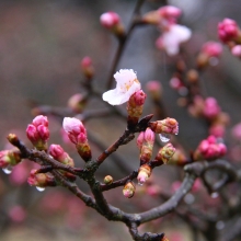 道光寺の岩田桜・桜開花情報