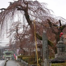 法善寺しだれ桜・桜開花情報