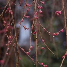 法善寺しだれ桜・桜開花情報