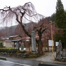 法善寺しだれ桜・桜開花情報