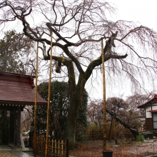 法善寺しだれ桜・桜開花情報