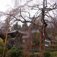 法善寺しだれ桜・桜開花情報