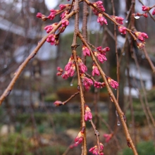 法善寺しだれ桜・桜開花情報