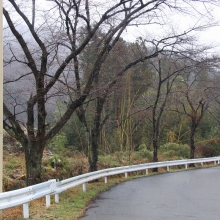 井戸の桜並木・桜開花情報